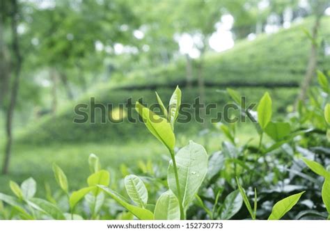 Amtoli Tea Garden Srimongol Sylhet Bangladesh Stock Photo 152730773 ...