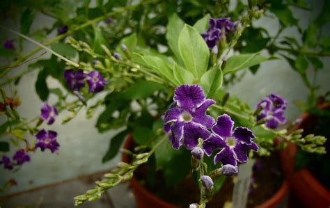 Raritäten Gärtnerei - Garten Jan - Himmelsblüte 'Geisha Girl' -Duranta erecta 'Geisha Girl'