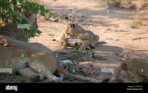 Baby lions playing Stock Photo - Alamy