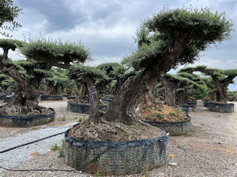 Bonsai Shaped Olive Trees | Spain Olive Trees