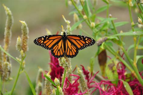 Butterfly Habitat