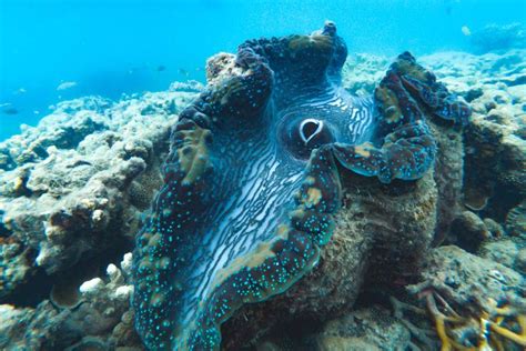 Whitsundays Giant Clams - Sailing Whitsundays