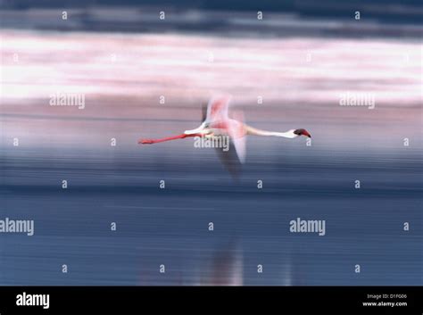 Flamingos, Lake Bogoria, Kenya Stock Photo - Alamy