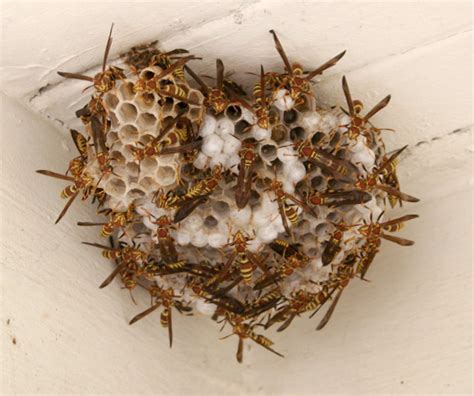 Help! I’ve got Paper Wasps | Root Simple