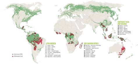 Deforestation is slowing, but palm oil still major driver