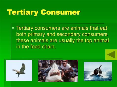 PPT - The Food Chain PowerPoint Presentation - ID:706666