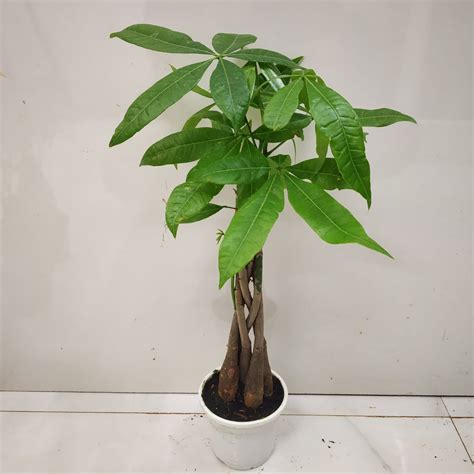 Pachira Aquatica 'Money Tree Bonsai' - Nursery Buy