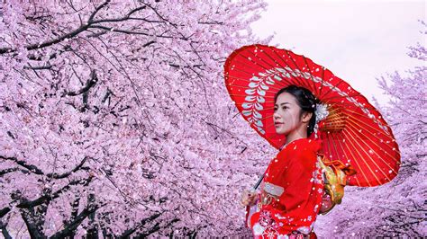 Asian woman wearing japanese traditional kimono and cherry blossom in ...