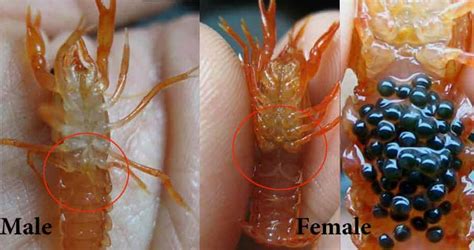 How to Tell If a Crayfish is Male or Female - Shrimp and Snail Breeder