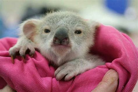 Pin by Eti levi on Cute animals | Baby koala, Koala, Baby animals