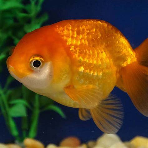 Ranchu Goldfish | Next Day Koi