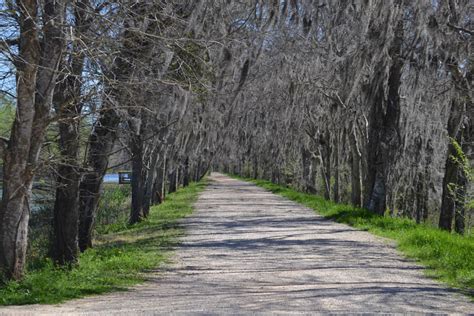 The Alligators of Brazos Bend State Park - The Life Well Traveled