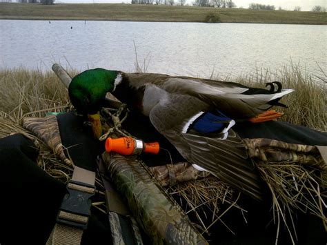 Mallard Duck • M&M Hunting & Sporting Clays