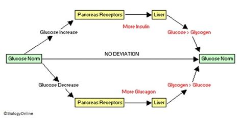 Sugar Homeostasis - Biology Online Tutorial