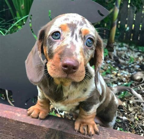 59+ Dapple Dachshund Puppies For Sale In Florida Pic - Bleumoonproductions