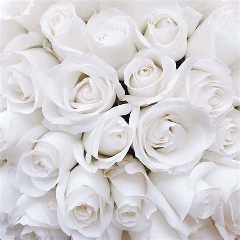 Download A beautiful white rose with its petals open, perfect representation of purity and peace ...