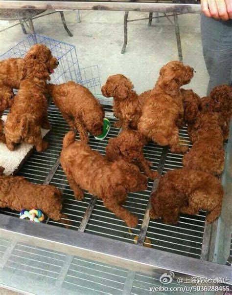 wait...that's not fried chicken : aww