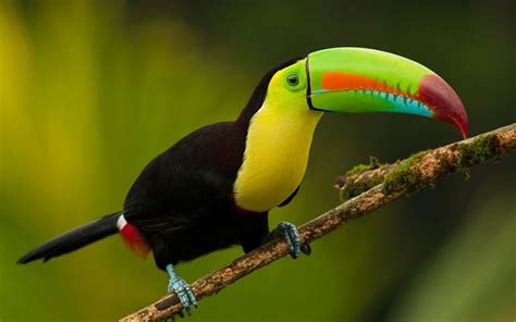 Beautiful Creatures - 10 Rare Toucan Species