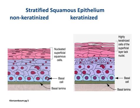 Stratified Squamous Epithelium Keratinized Scalp