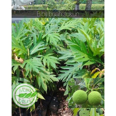 Jual Bibit tanaman sukun/Pohon buah sukun jumbo/Besar | Shopee Indonesia