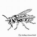 Hornet Coloring Pages  Free & Printable sketch template