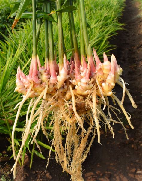 Growing Ginger From Root - How to Grow Ginger Root