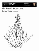 Coloring Yucca Sketch Page sketch template