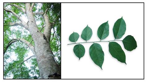 Narra / Pterocarpus indicus / National Tree / Rosewood / Tzu tan ...