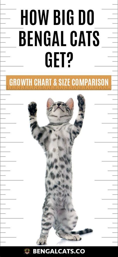 Bengal Cat Size Comparison To Domestic Cat - Dogs And Cats Wallpaper