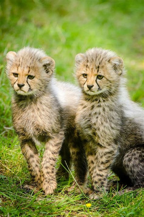 HD wallpaper: Cheetah Cubs, animals, big cat, photo, mammals, public domain | Wallpaper Flare