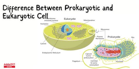 Difference Between Prokaryotic and Eukaryotic Cell for Class 9 & 11 ...