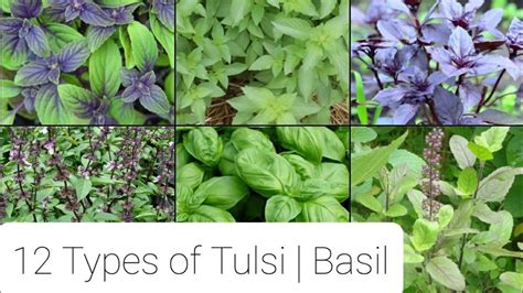 12 Types of Tulsi | 12 Varieties of Basil - YouTube