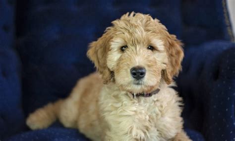 Goldendoodle Puppies in Washington – Top 7 Breeders!