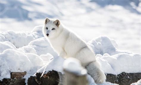 Arctic Fox Adaptations | Habitat and Behavior - All Things Foxes