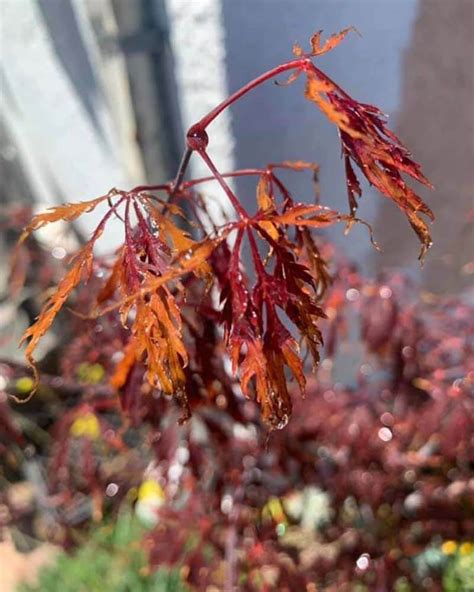 8 Reasons Why Japanese Maple Leaves Are Curling – World of Garden Plants