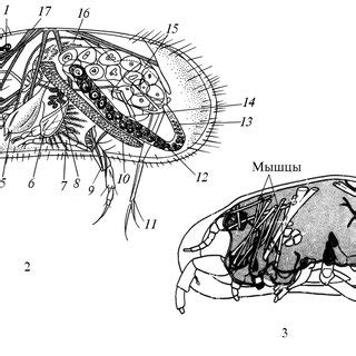 The morphology of the ostracod soft body (1 — eye; 2 — antennule; 3 —... | Download High ...