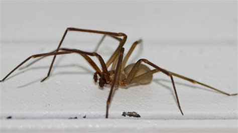 Brown Recluse Spider Identification