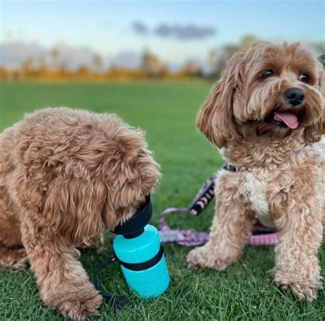 Best Dog Water Bottle | Top-Rated Portable Water Bottles.