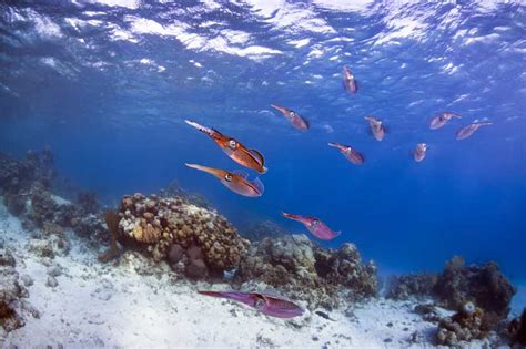 Discover more of Barbados’ Coral Reefs and Shipwrecks