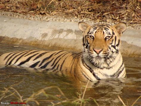 Bannerghatta National Park - Team-BHP