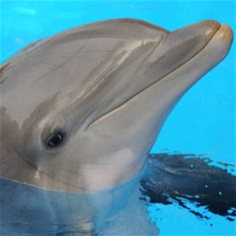 Dolphin Habitat - Animal Facts and Information