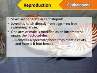 phylum mollusca | PPT