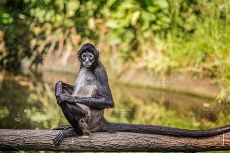 Portrait of Geoffroy's spider monkey | High-Quality Animal Stock Photos ...