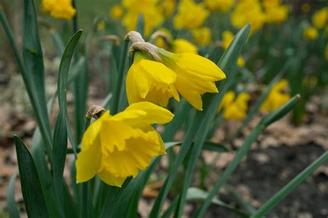 Premium Photo | Yellow daffodils