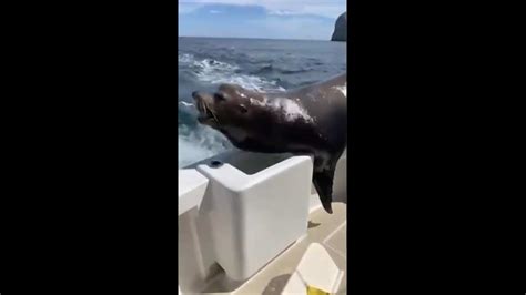 Man’s unexpected encounter with sea lion while feeding birds goes viral ...