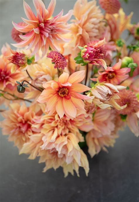 Sarah Raven’s favourite varieties of Dahlia