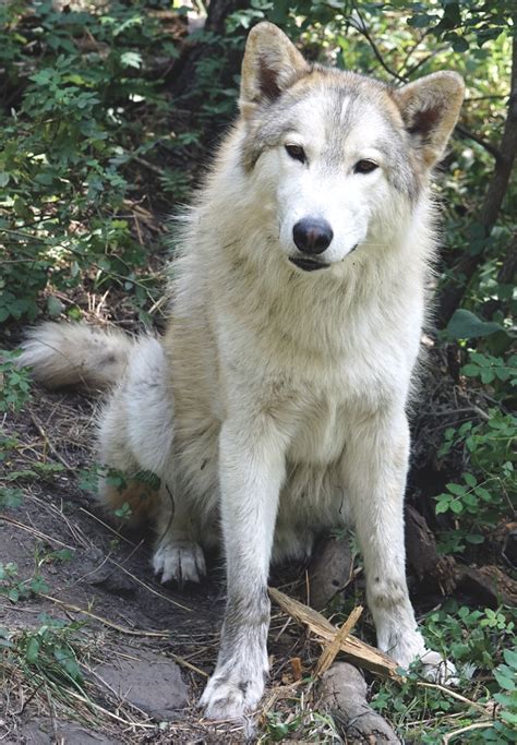 Get facts about wolf-dog hybrids | International Wolf Center