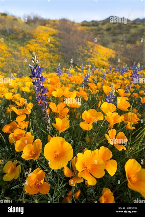 Yellow poppy fields High Resolution Stock Photography and Images - Alamy