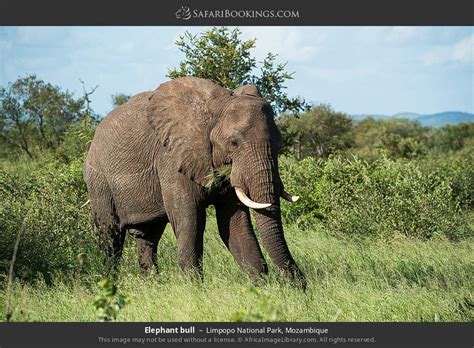 Limpopo Wildlife Photos – Images & Pictures of Limpopo National Park