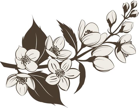 Jasmine Flower Drawing | Free download on ClipArtMag